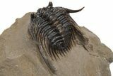 Spiny Leonaspis Trilobite - Beautiful Shell Detail #232772-5